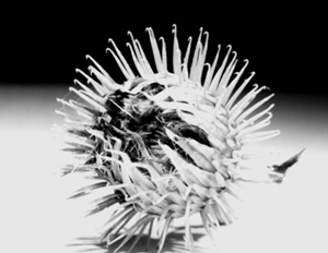 foto Thorkild Steenberg; klik p&aring; billedet for at se hele planten