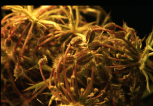 Foto Thorkild Steenberg