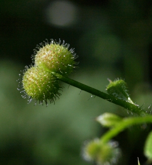 Foto Thorkild Steenberg