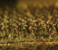 foto Thorkild Steenberg